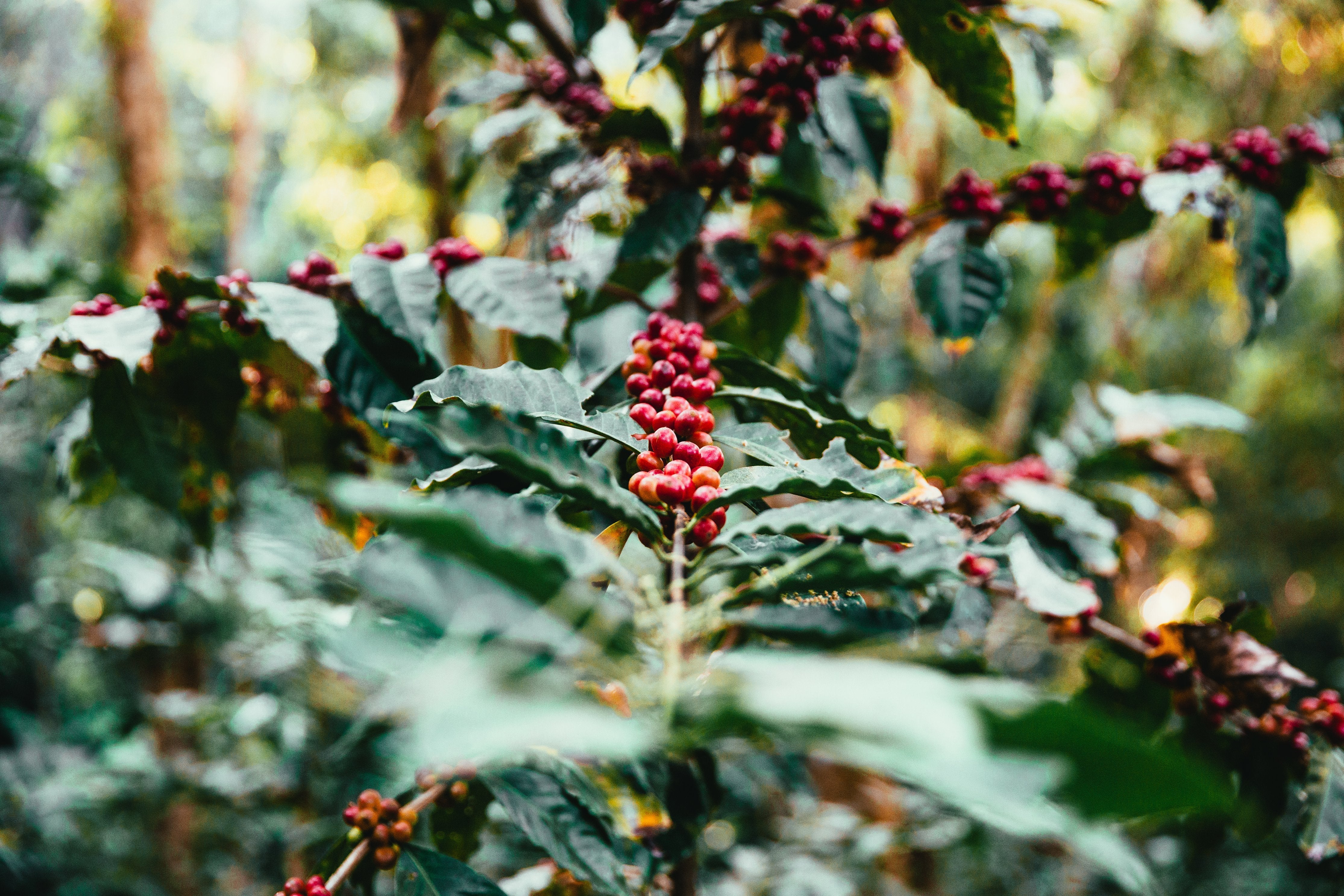 Colombia Gesha - Fair Trade Organic