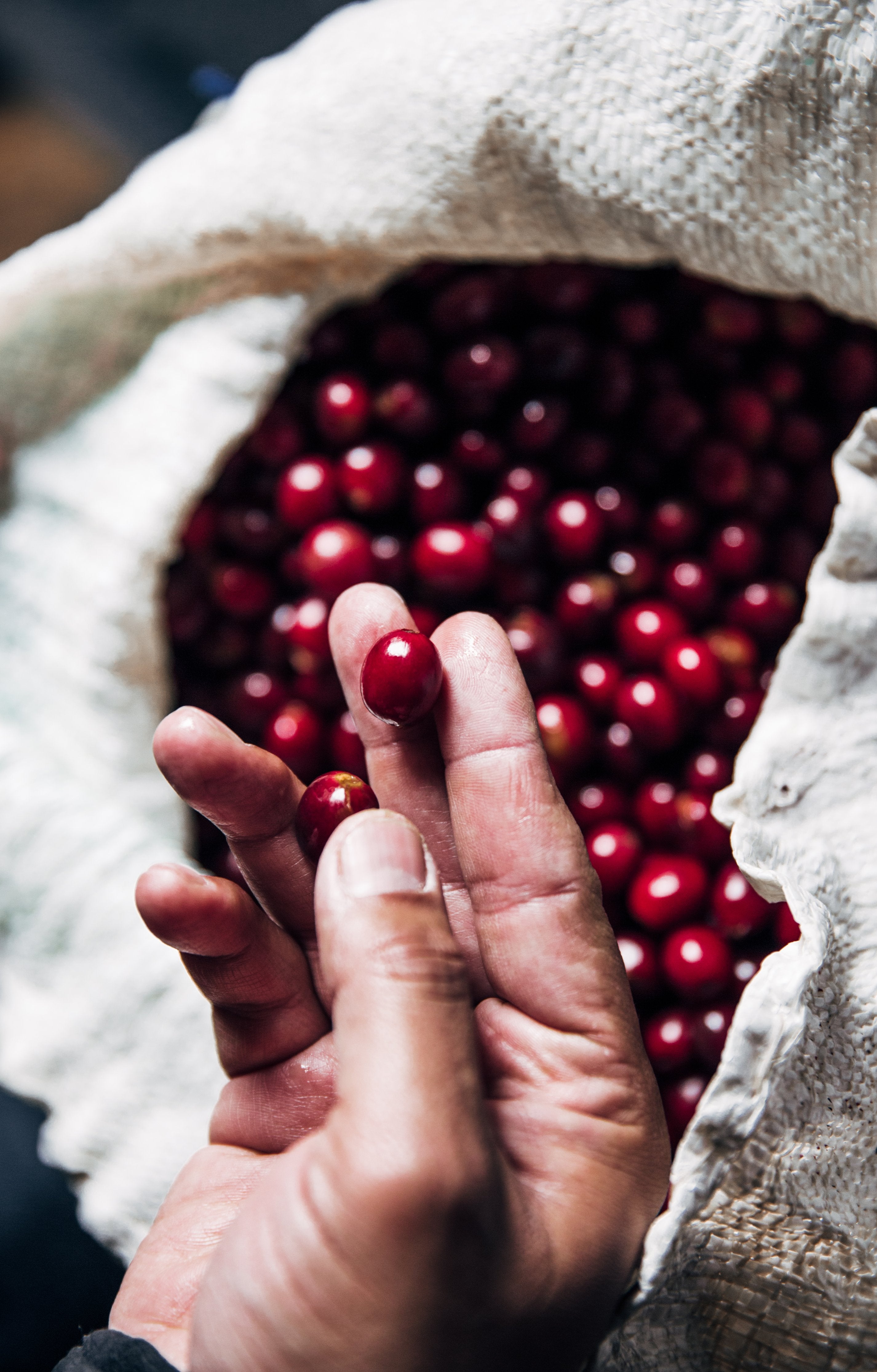 Peru -  Fair Trade Organic